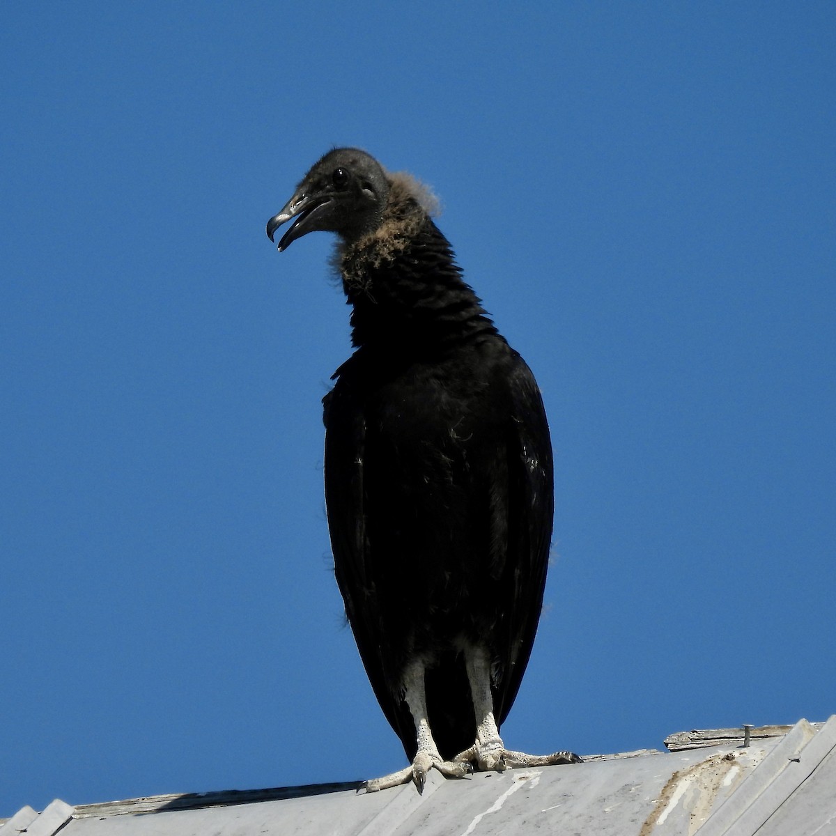 Black Vulture - ML638464830