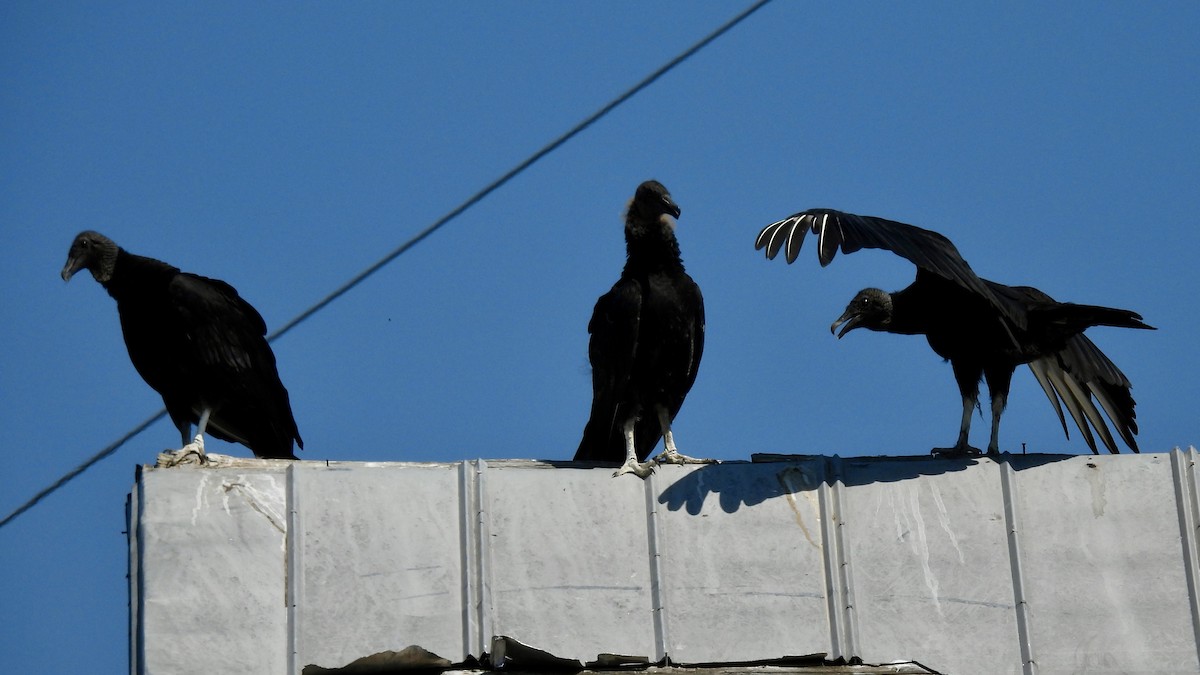 Black Vulture - ML638464831