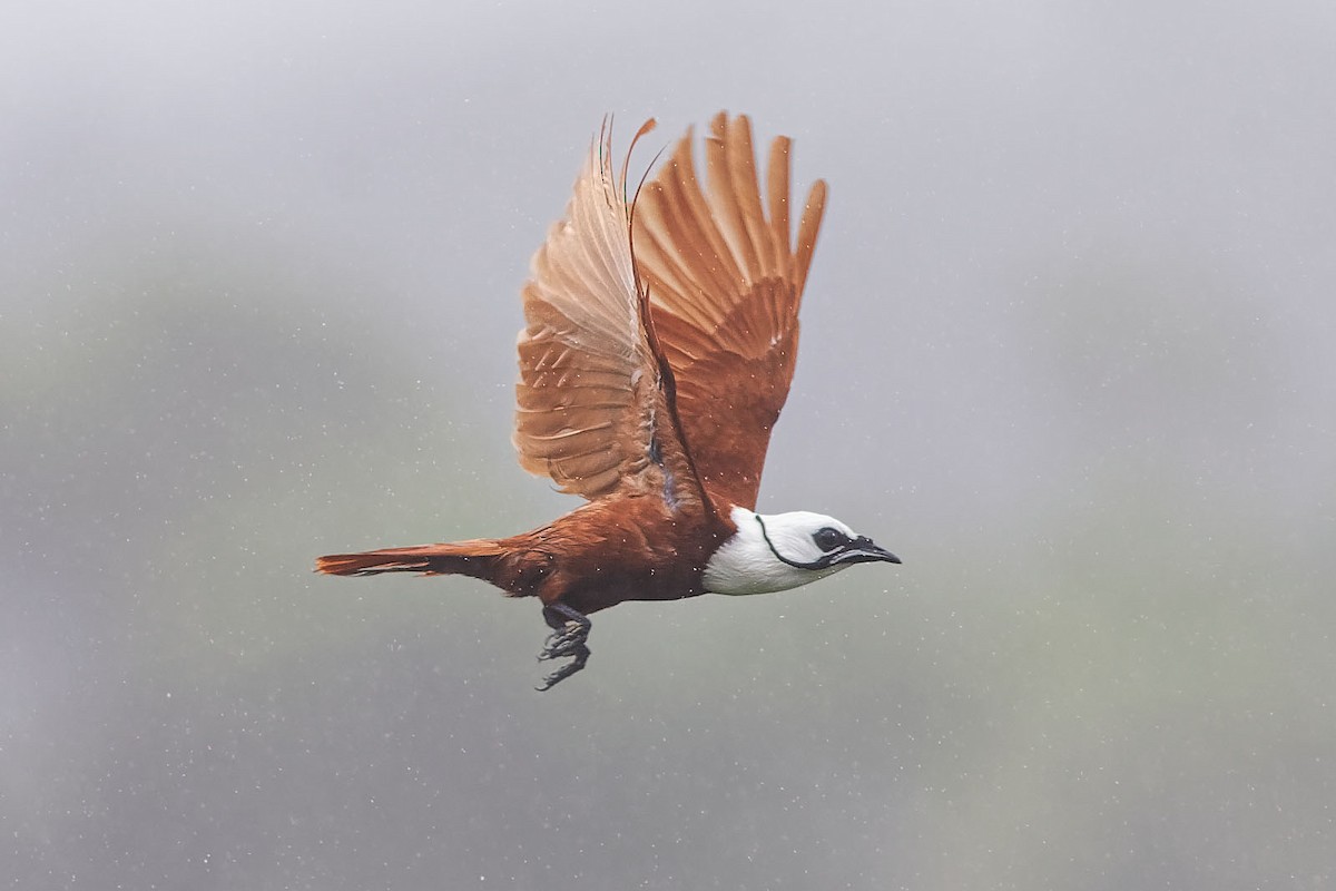 Three-wattled Bellbird - ML638464835