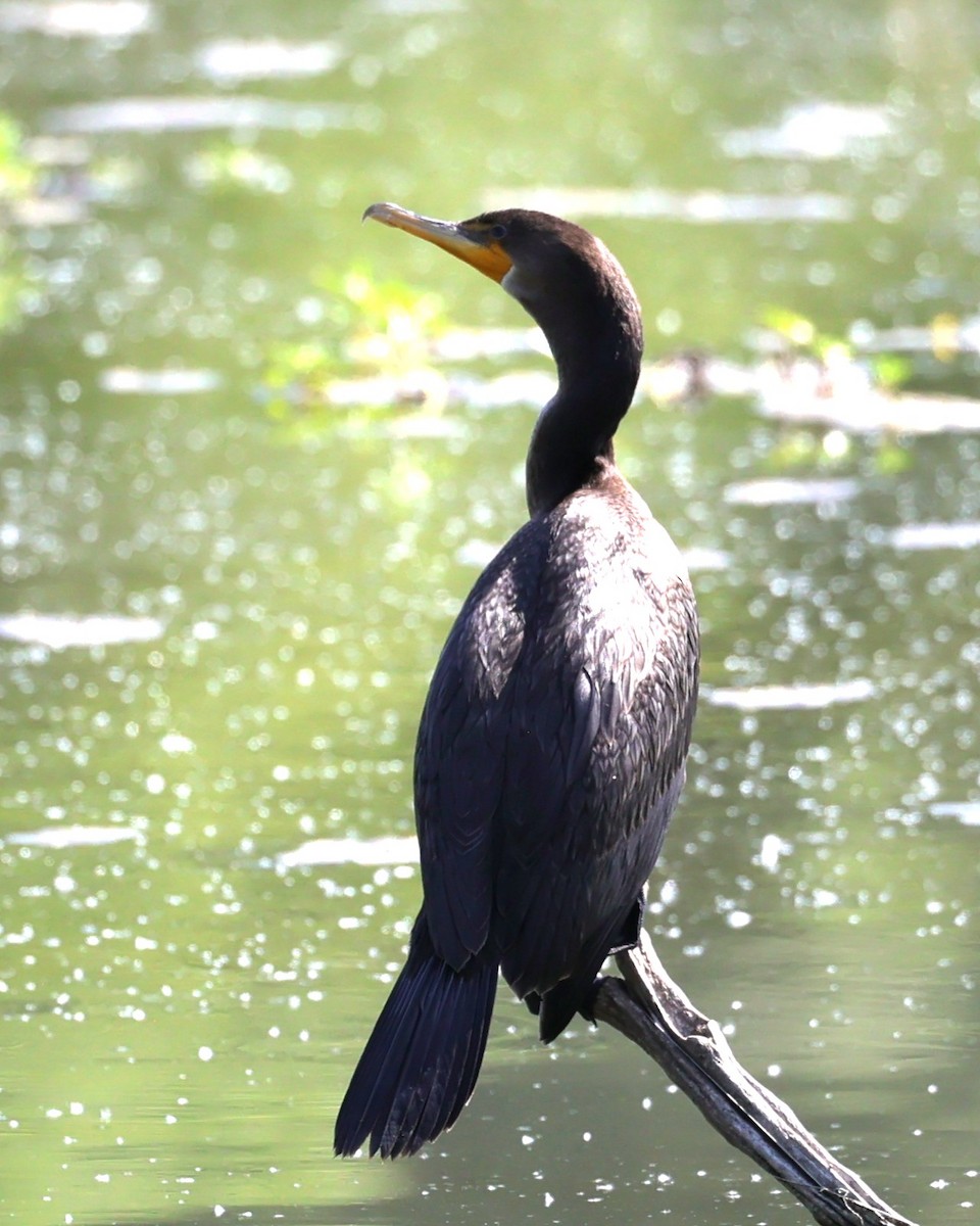 Cormoran à aigrettes ou C. vigua - ML638464891