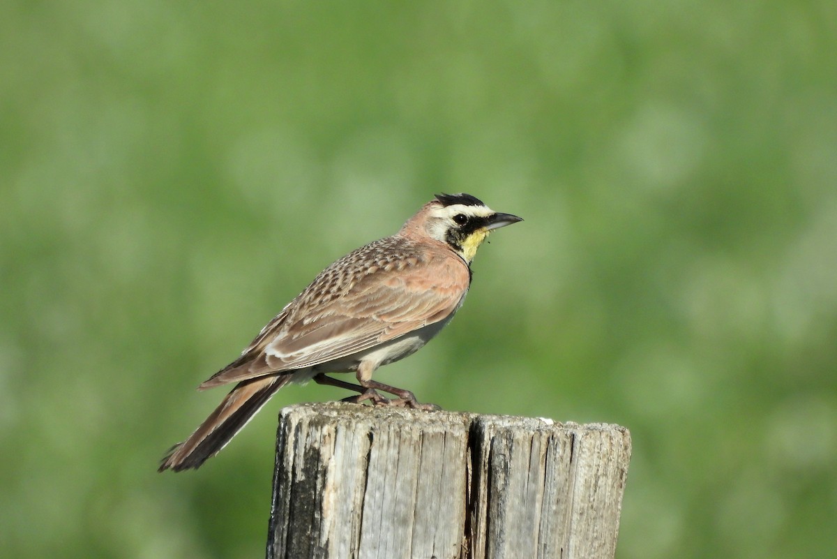Horned Lark - ML638464892