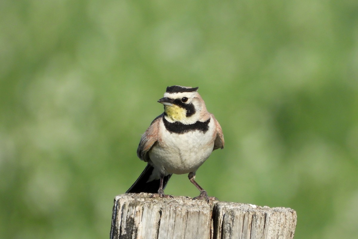 Horned Lark - ML638464894