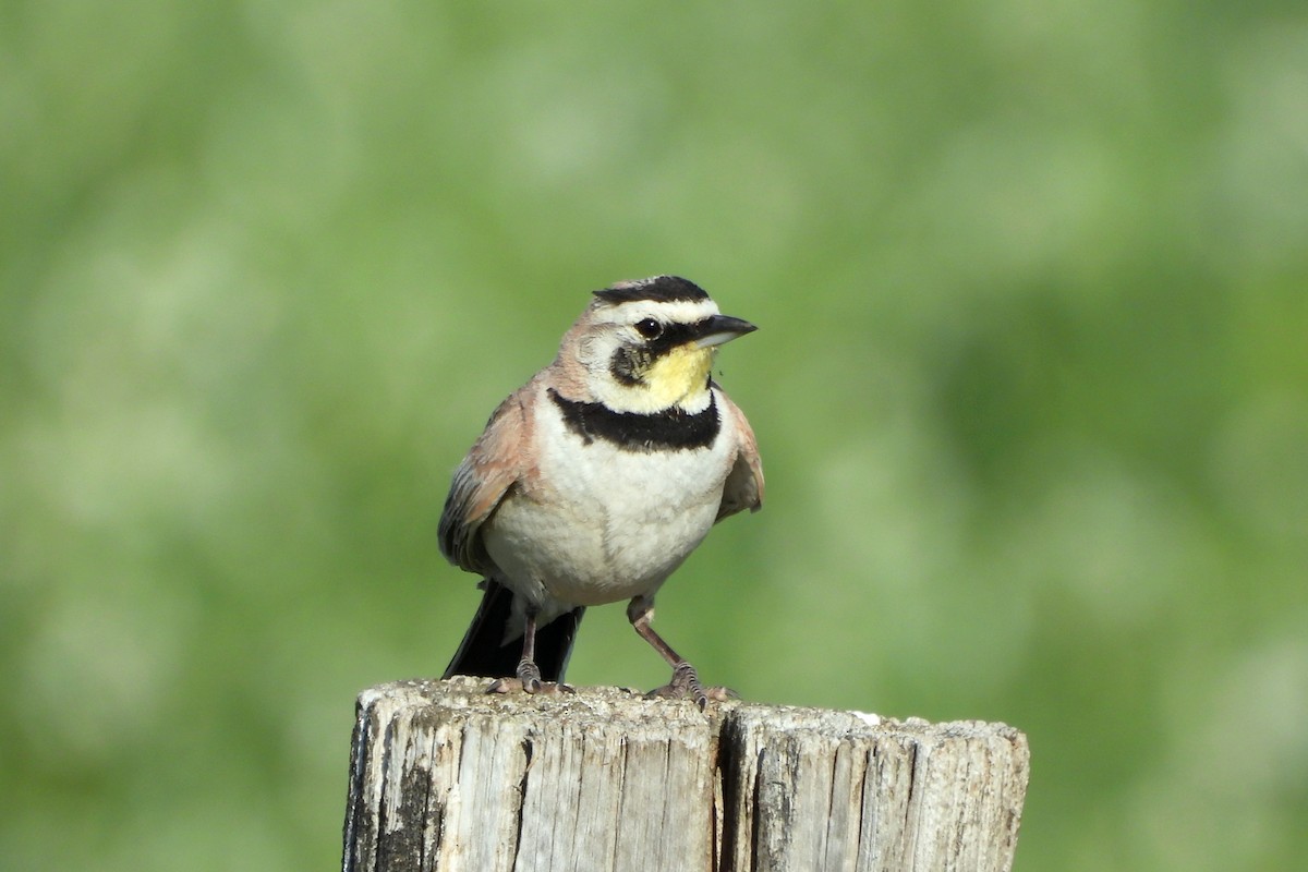 Horned Lark - ML638464902