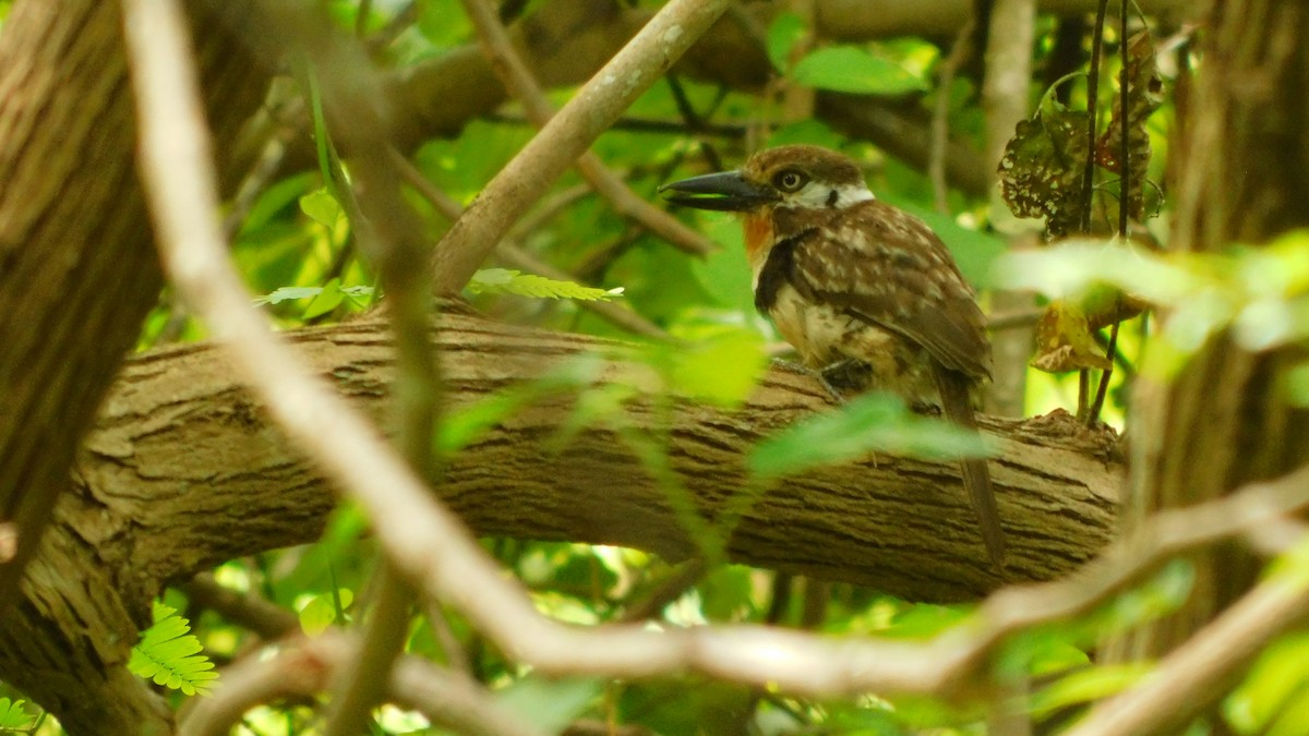 Russet-throated Puffbird - ML638464908