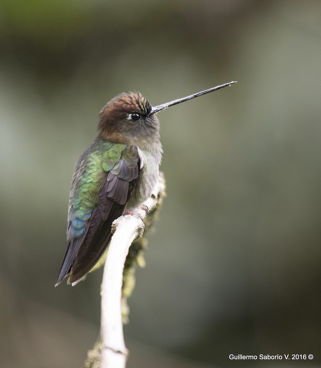 kolibřík zelenočelý - ML63846491
