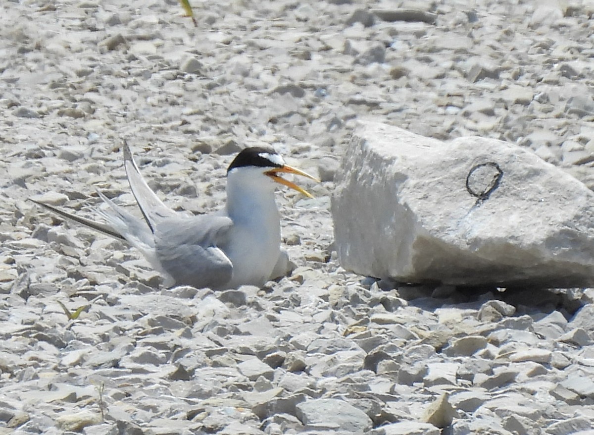 Least Tern - ML638464913