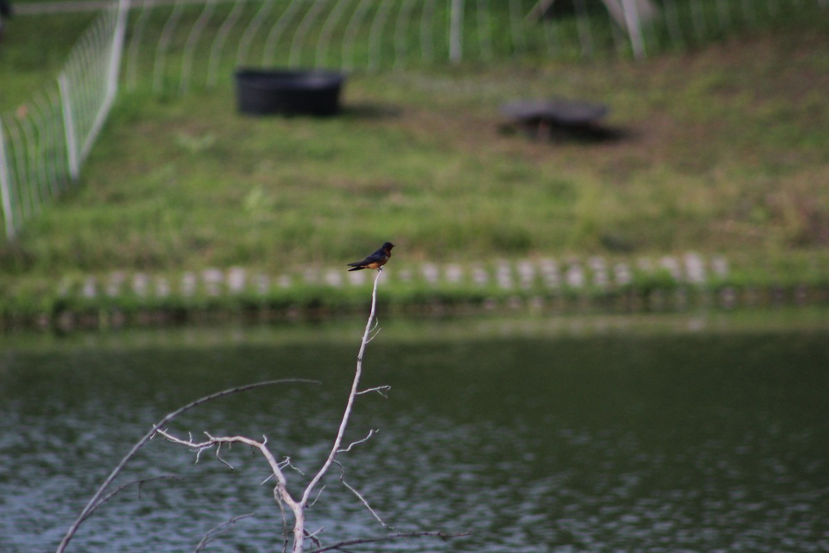 Barn Swallow - ML638464929