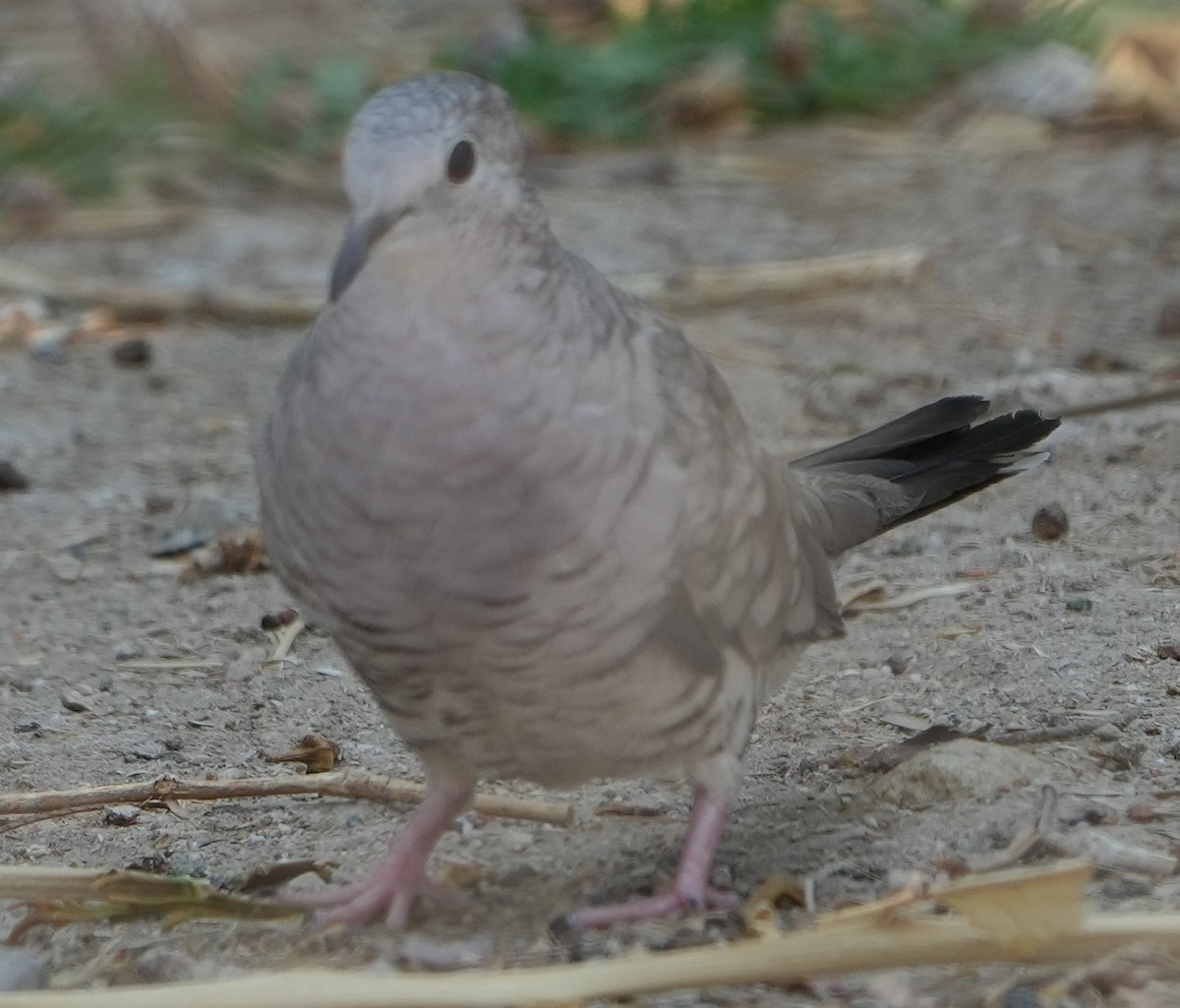Inca Dove - ML638464946