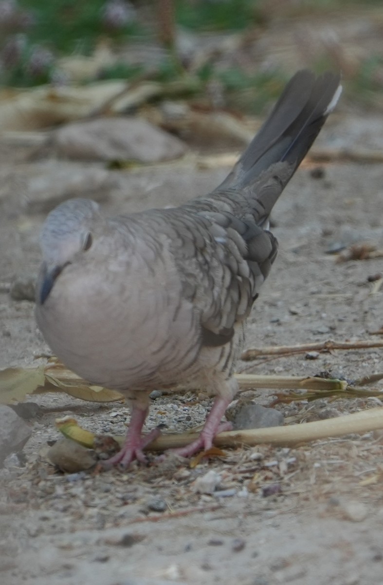 Inca Dove - ML638464947