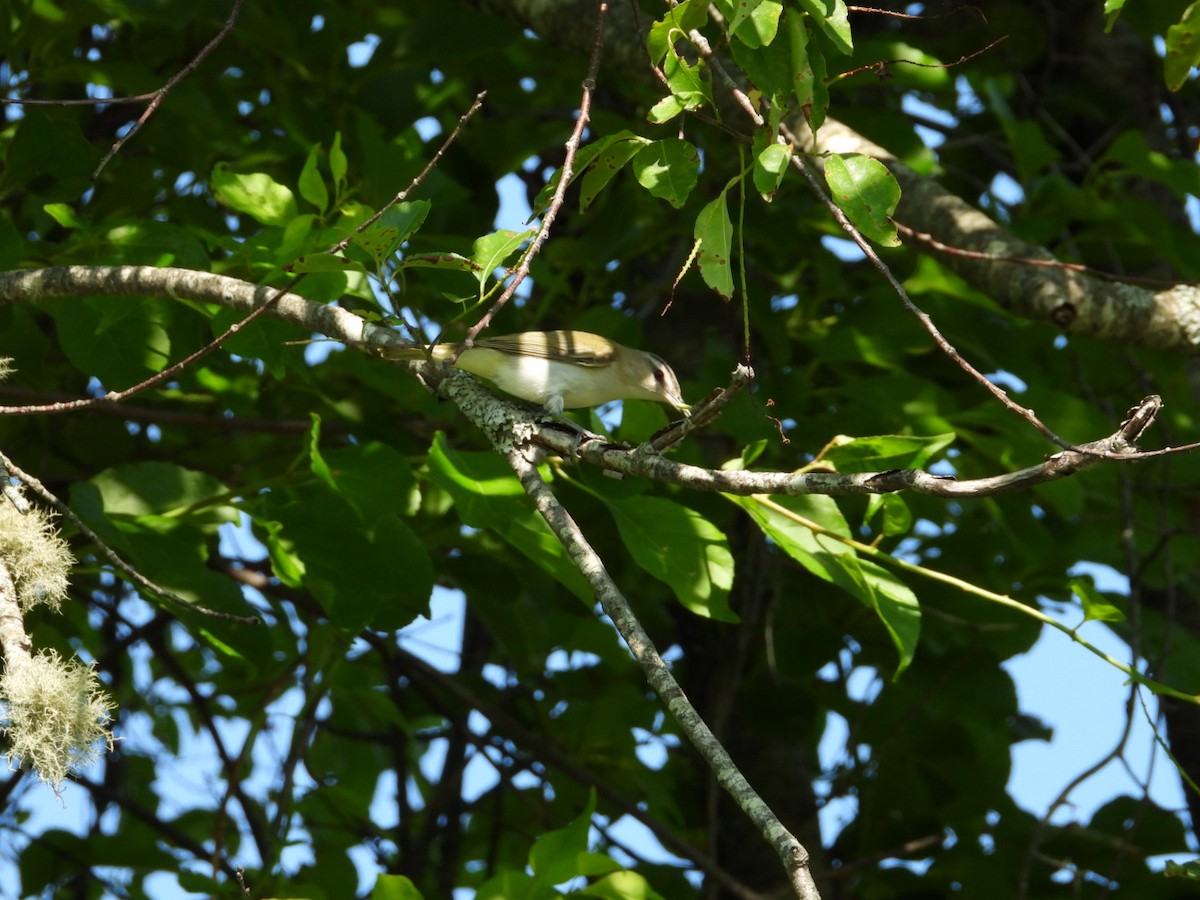 Red-eyed Vireo - ML638464951