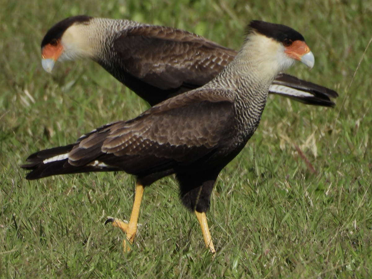 Crested Caracara (Southern) - ML638465035