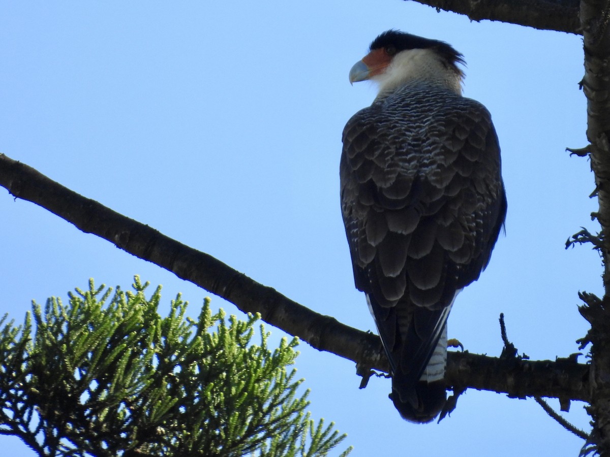 Crested Caracara (Southern) - ML638465037