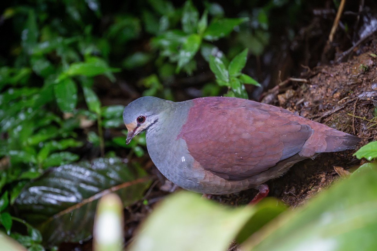 Colombe du Costa Rica - ML638465059