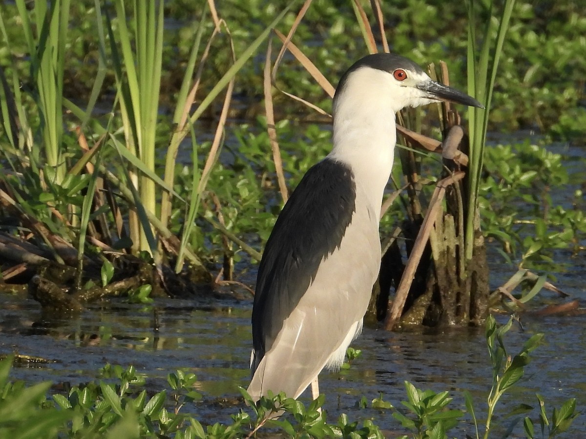 Black-crowned Night Heron - ML638465067