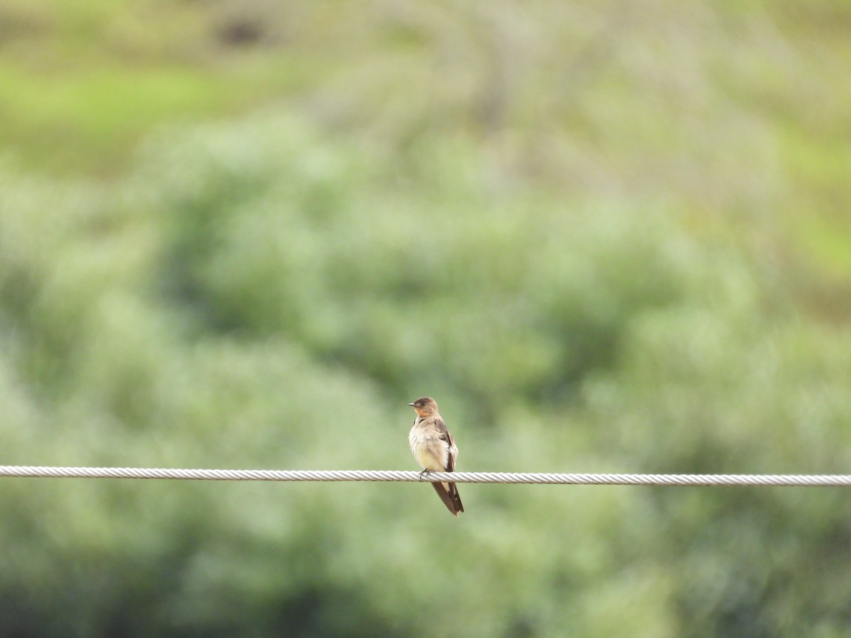 Southern Rough-winged Swallow - ML638465068