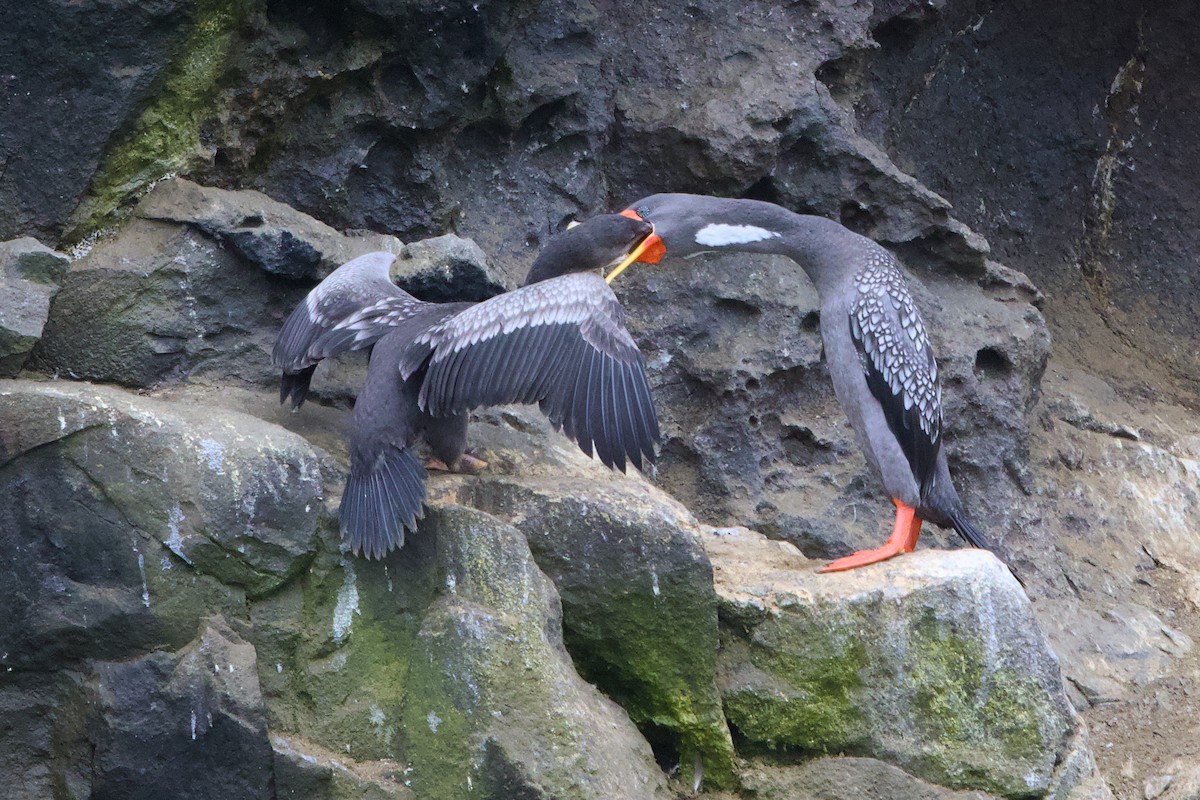 サカツラウ - ML638465074