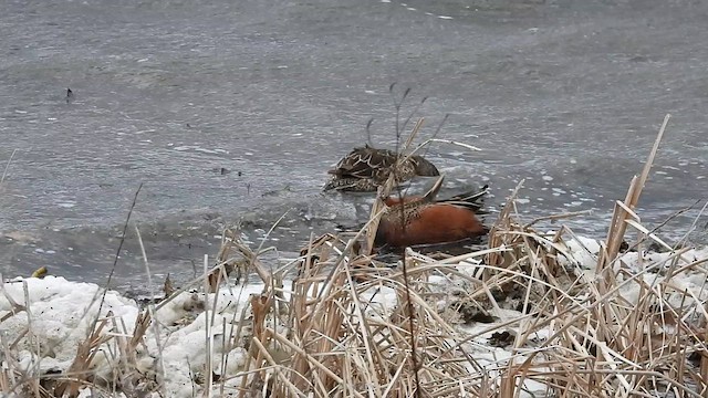 Cinnamon Teal - ML638465084