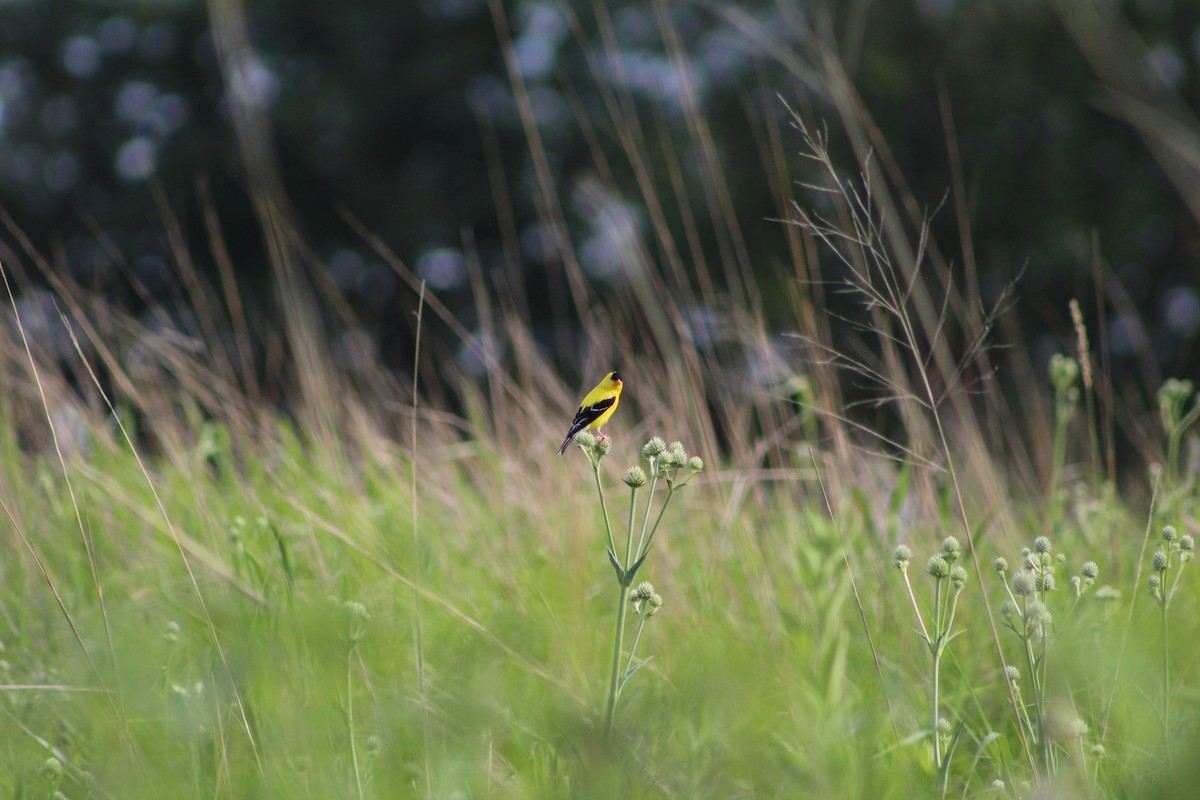 American Goldfinch - ML638465096
