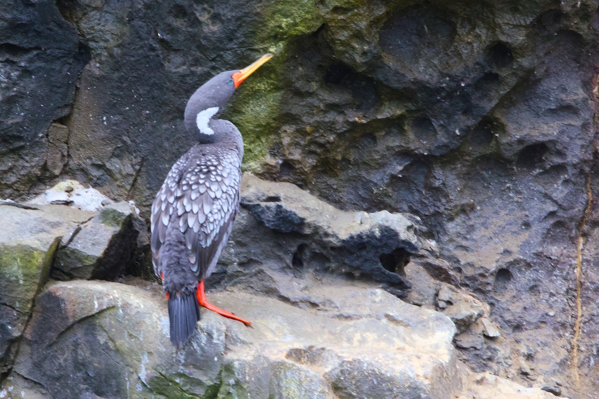 サカツラウ - ML638465102