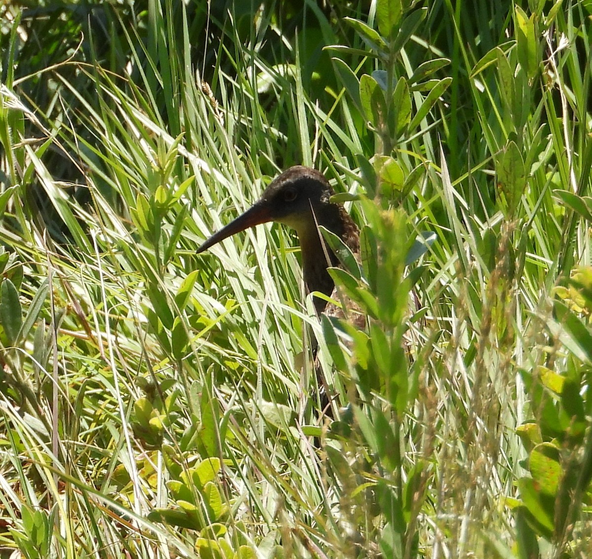 Virginia Rail - ML638465112