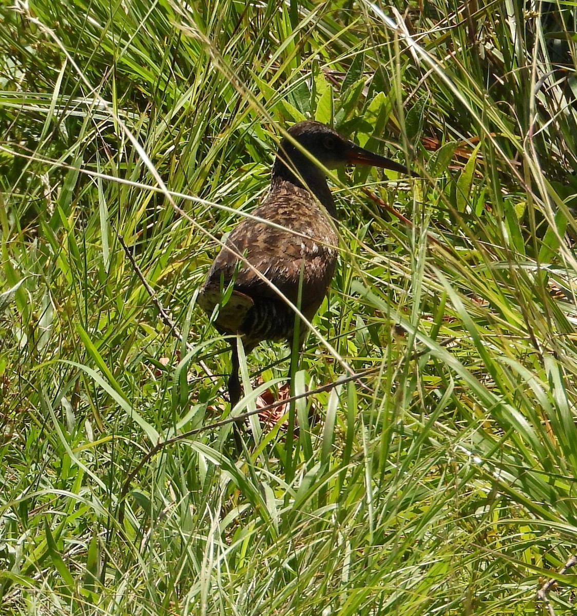 Virginia Rail - ML638465113
