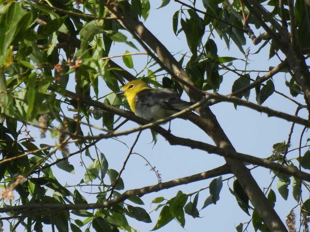 Yellow-throated Vireo - ML638465150