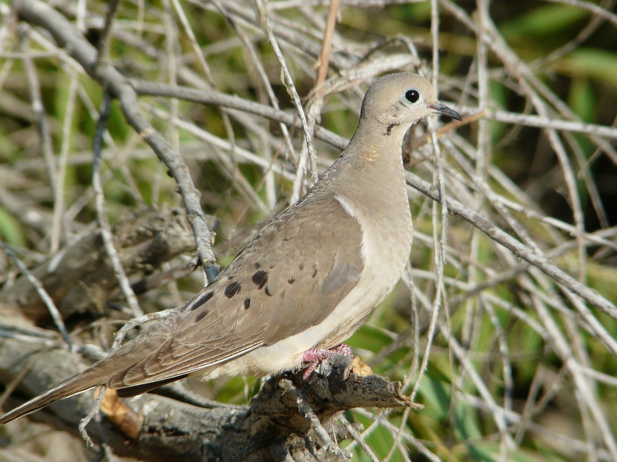 Mourning Dove - ML638465182