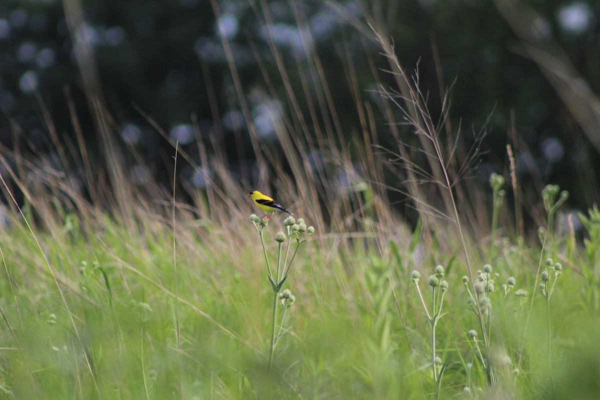 American Goldfinch - ML638465193