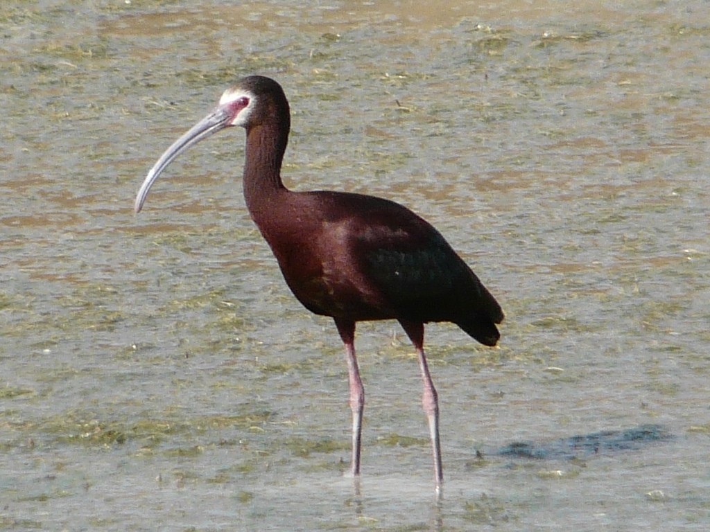 White-faced Ibis - ML638465194