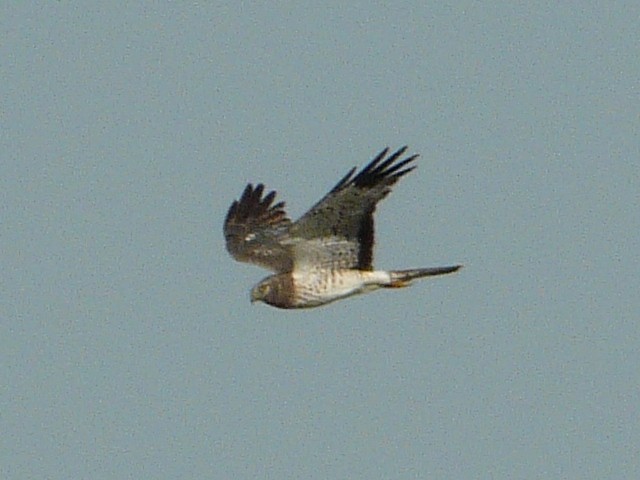 Busard des marais - ML638465196