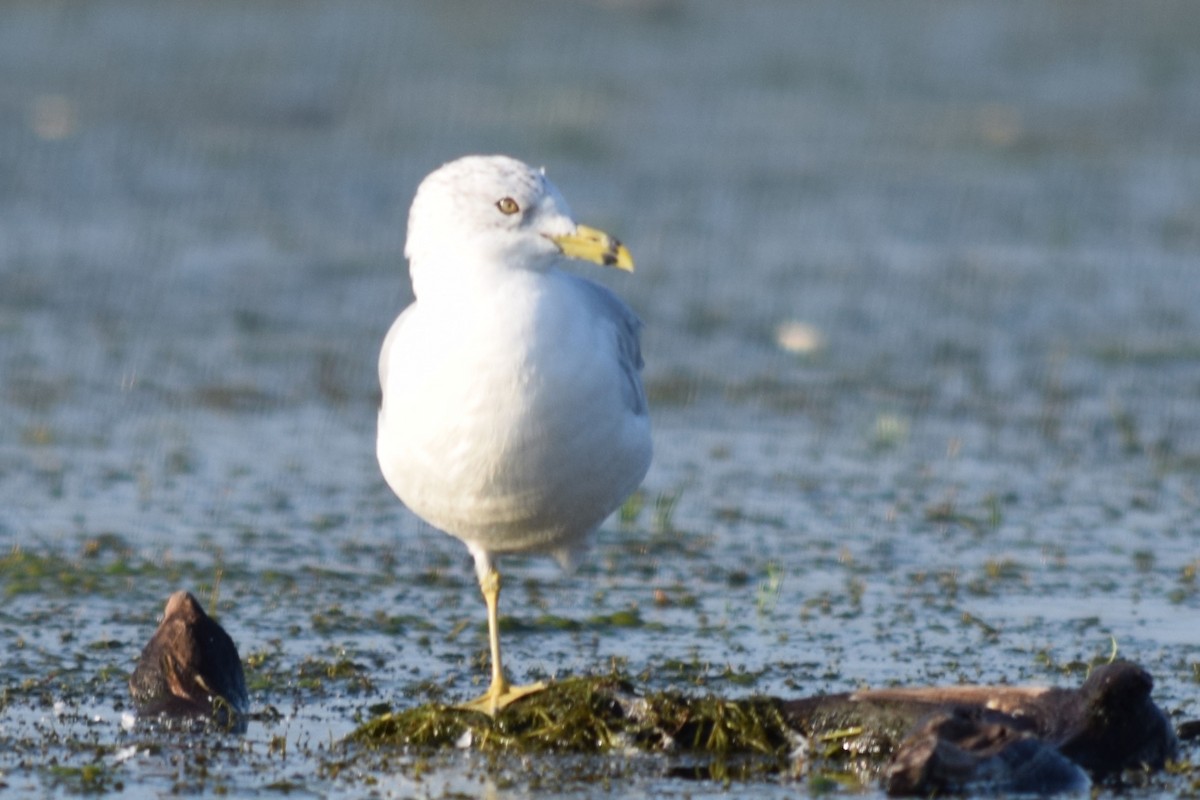 Ring-billed Gull - ML638465213