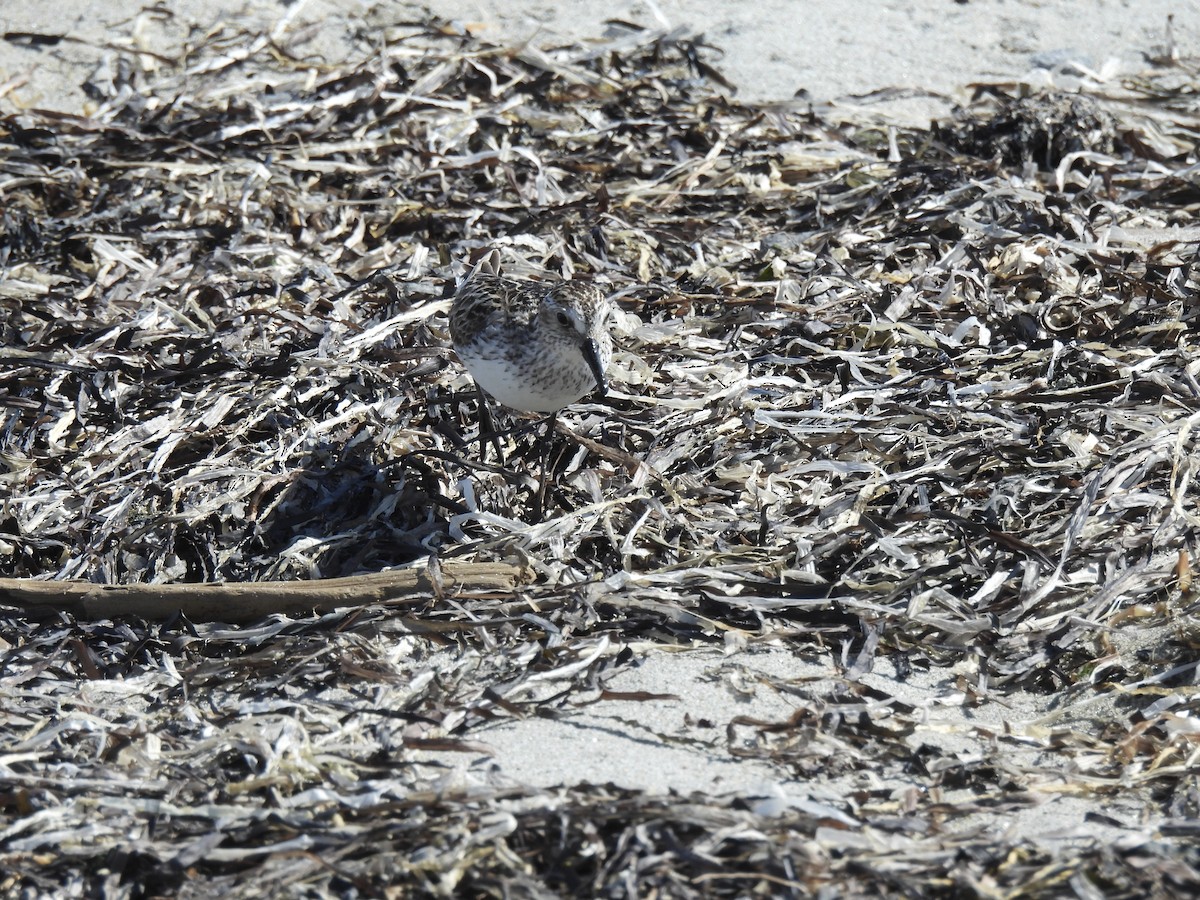 Semipalmated Sandpiper - ML638465226