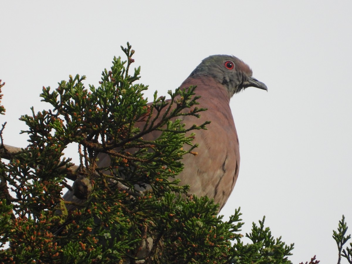 Pale-vented Pigeon - ML638465231