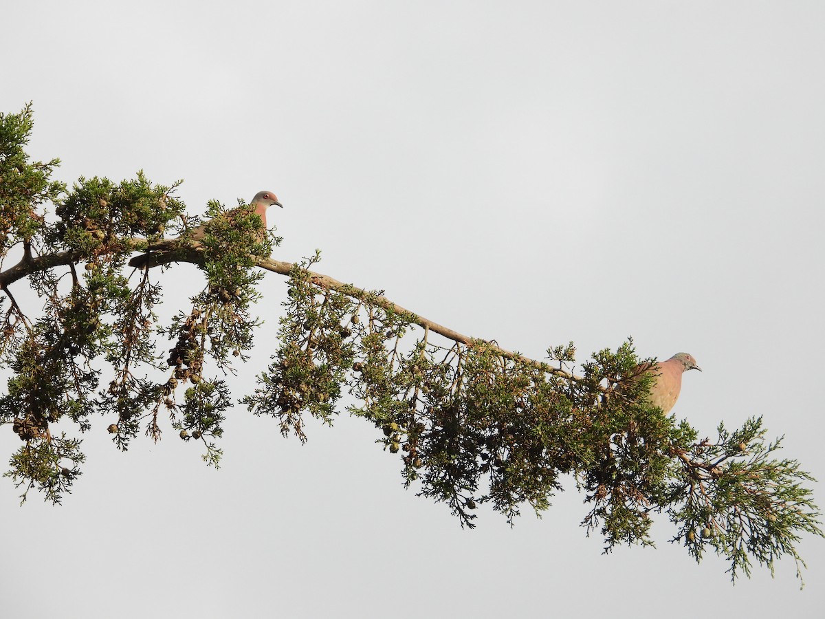 Pale-vented Pigeon - ML638465240