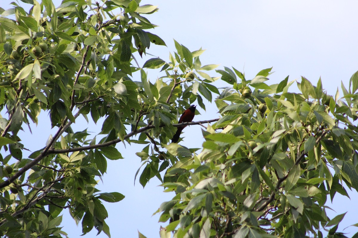 Orchard Oriole - ML638465245