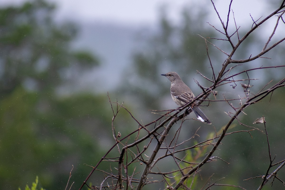 Northern Mockingbird - ML638465249