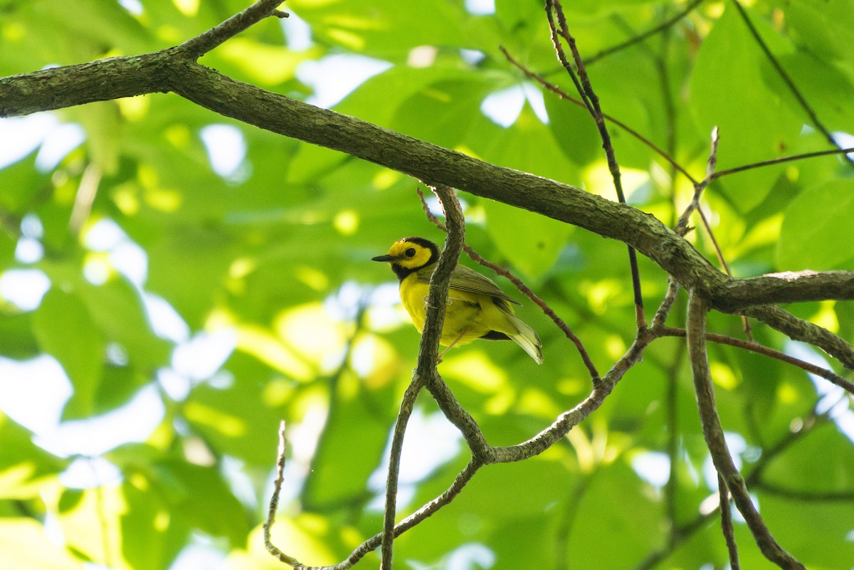 Hooded Warbler - ML638465270