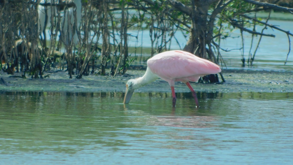 Roseate Spoonbill - ML638465282
