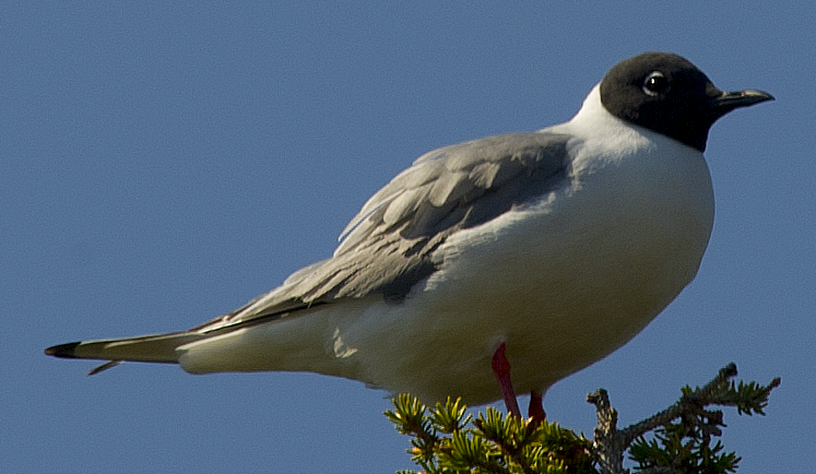 Bonaparte's Gull - ML638465283