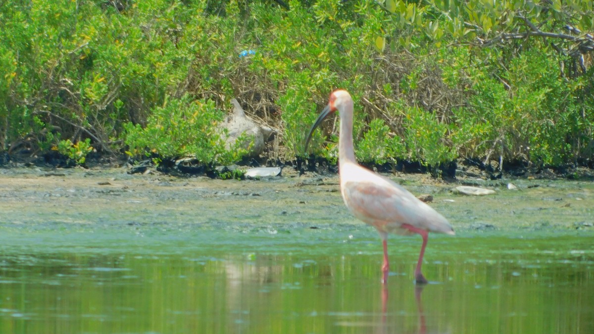 White x Scarlet Ibis (hybrid) - ML638465287