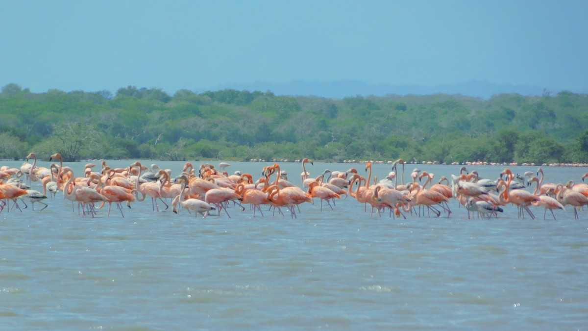 American Flamingo - ML638465294