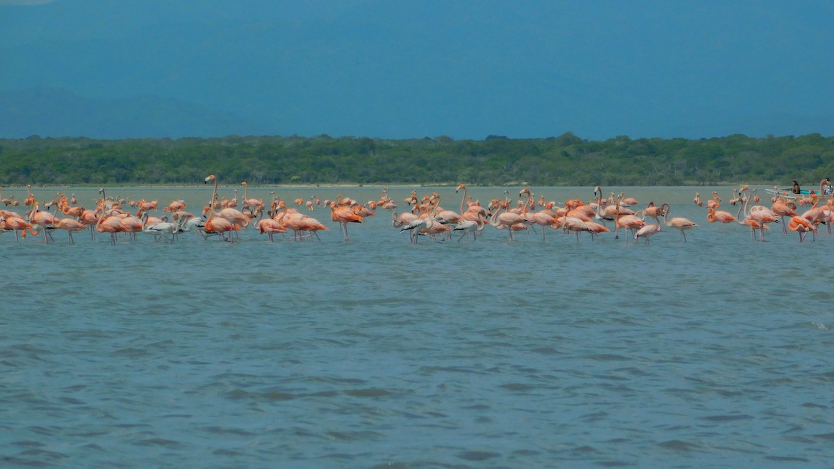 American Flamingo - ML638465296