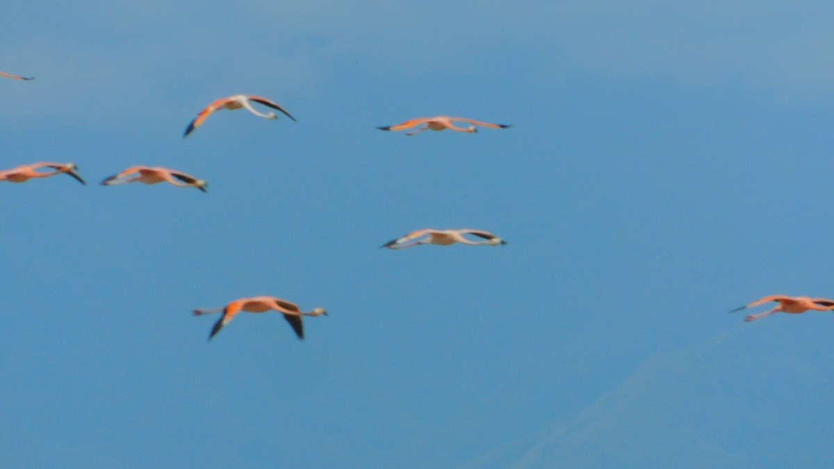 American Flamingo - ML638465297