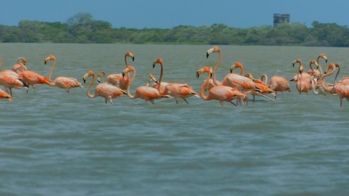 American Flamingo - ML638465301