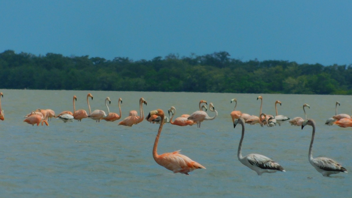 American Flamingo - ML638465308