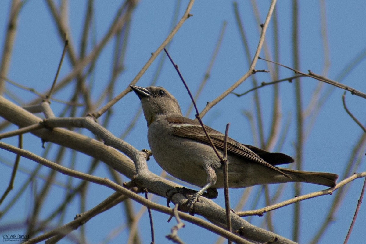 Yellow-throated Sparrow - ML638465310