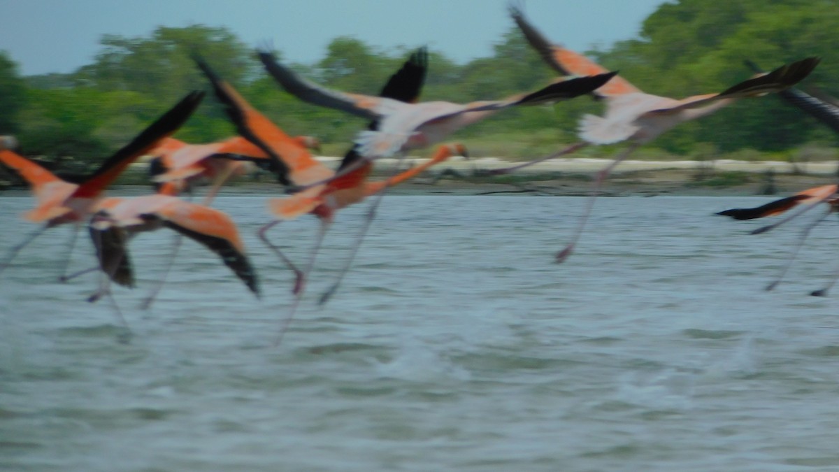 American Flamingo - ML638465312