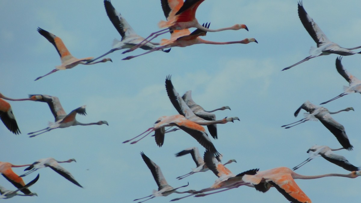 American Flamingo - ML638465313
