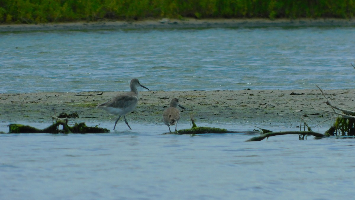 Willet - ML638465320