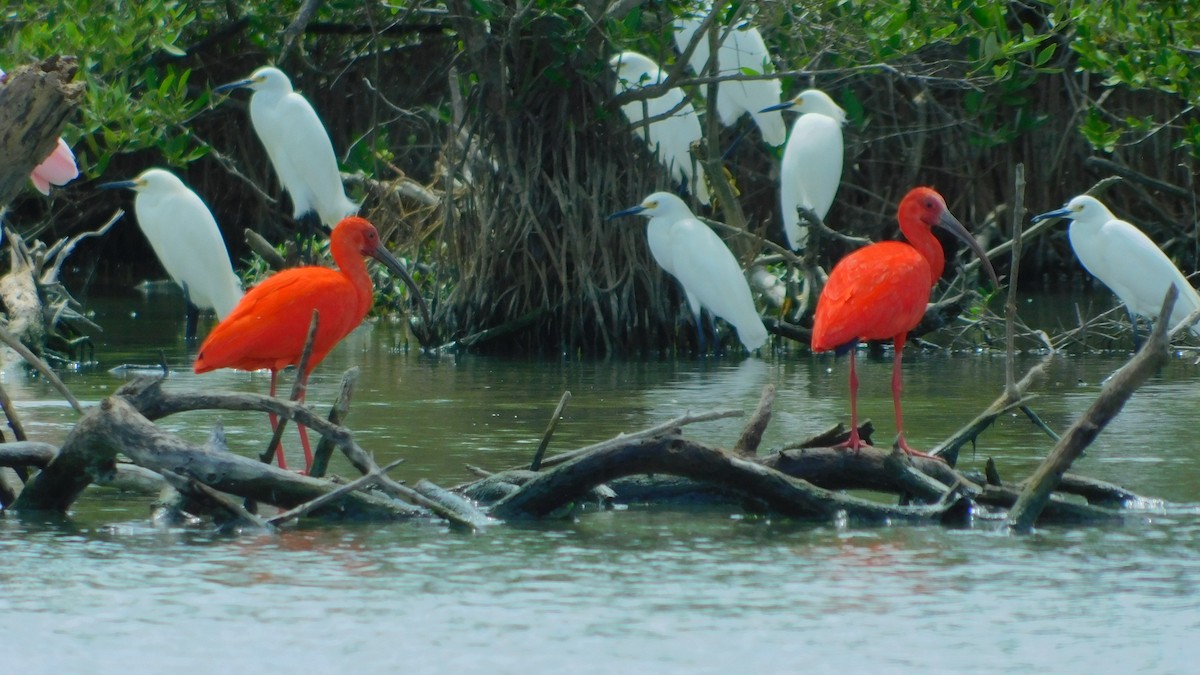 Scarlet Ibis - ML638465330